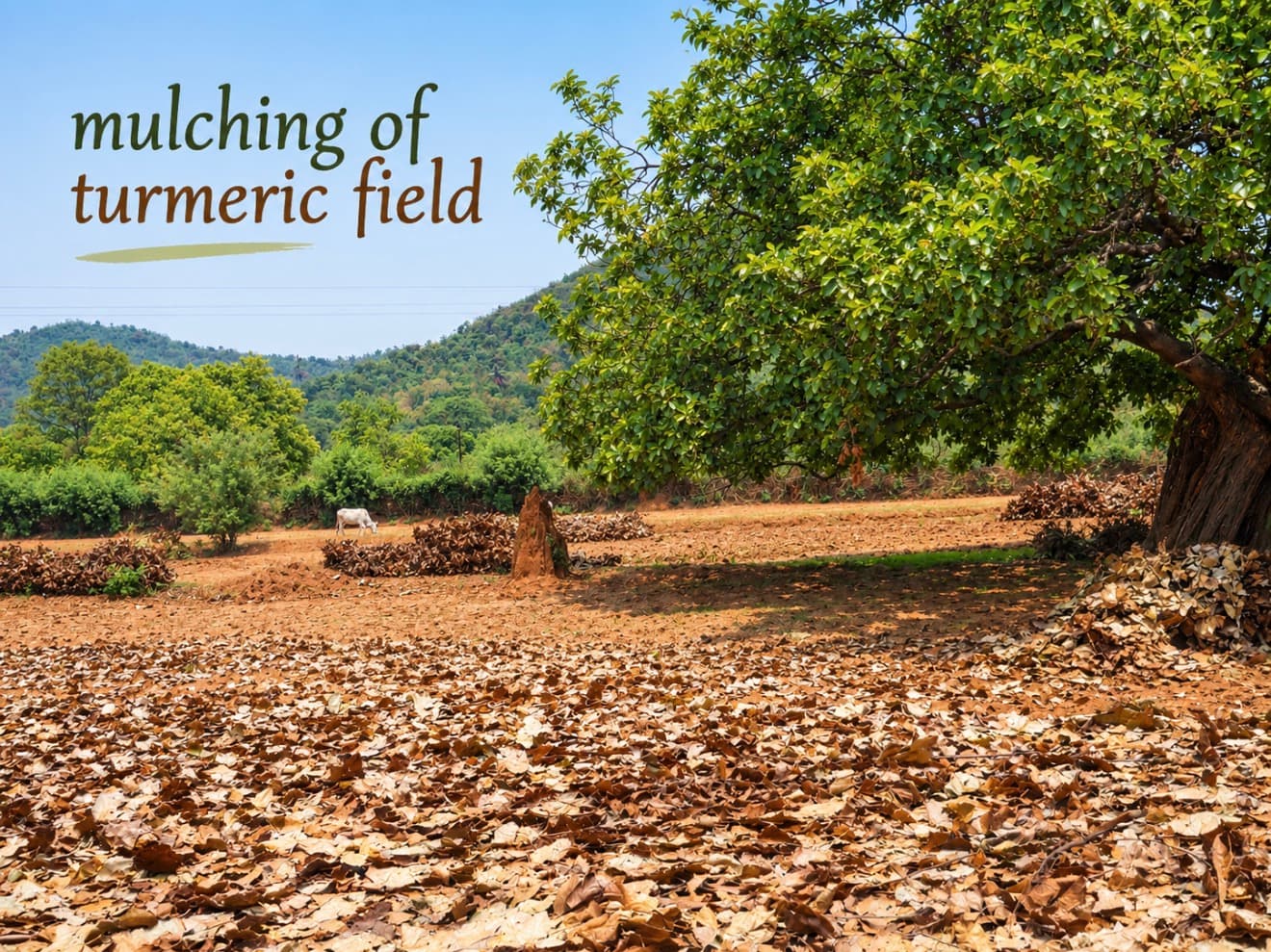 Traditional harvesting of GI-tagged heirloom turmeric roots in Kandhamal